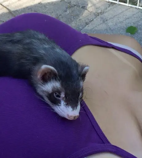 Image 4045223 from Caroandlace